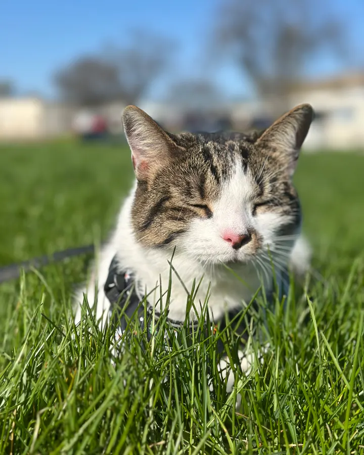 A tabby cat squinting happily in the sunny grass