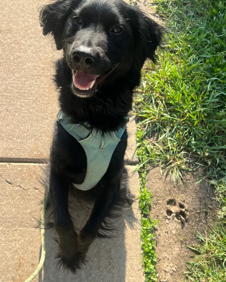 A black puppy in a mint harness grinning on the sidewalk