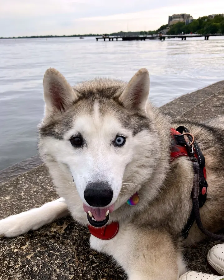 A husky resting by the lake