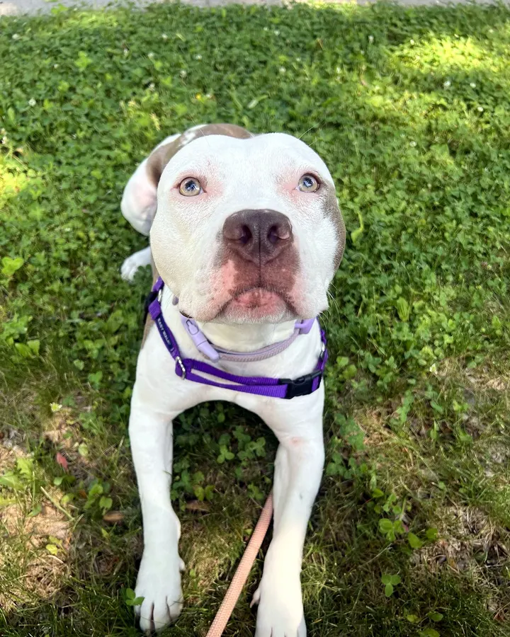 A white pit bull in a purple harness lying in the grass