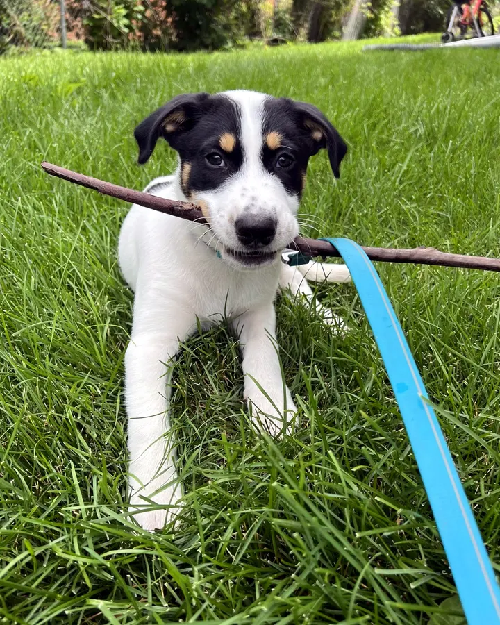 A black-and-white puppy carrying a stick in the grass