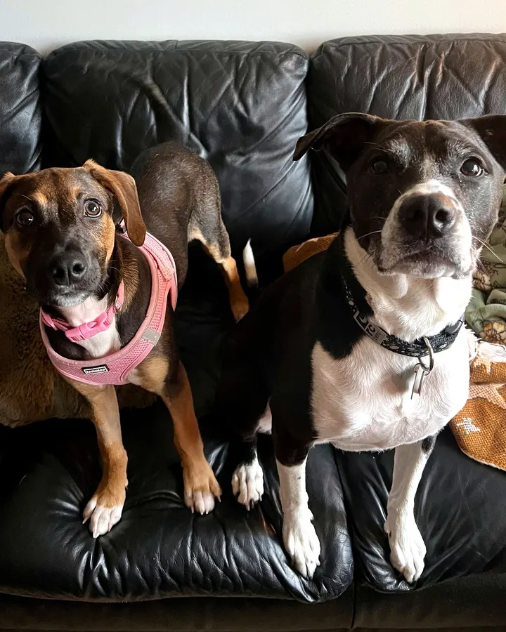Two dogs sitting together on a leather couch
