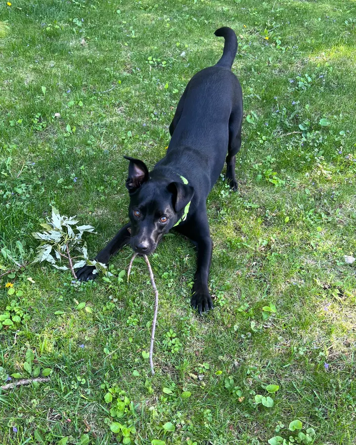 A black dog crouched in the grass, ready to play