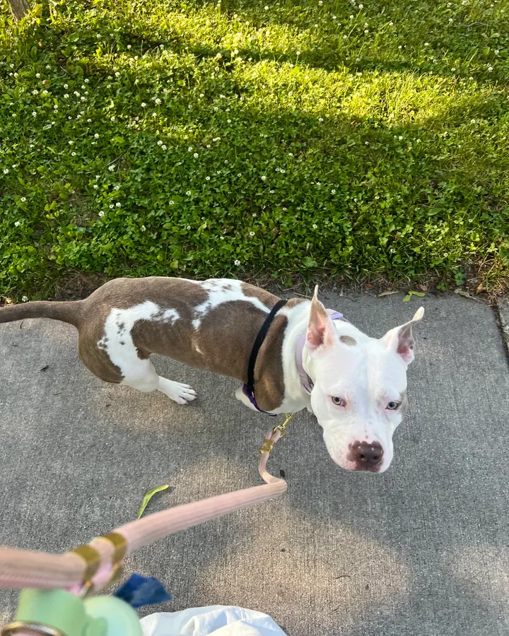 A white and brown pit bull out on a sidewalk walk