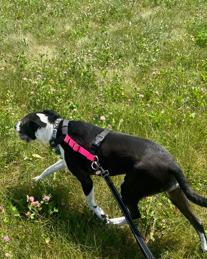 A black-and-white dog on a pink leash strolling through the grass