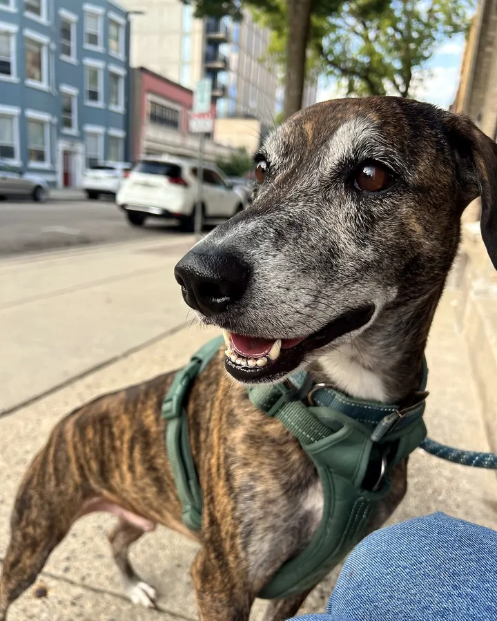 A smiling brindle dog in a green harness on a city walk