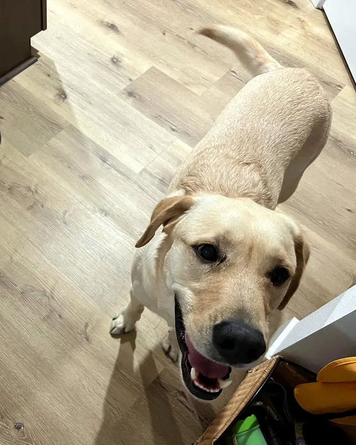 A yellow Lab looking up happily from a wood floor