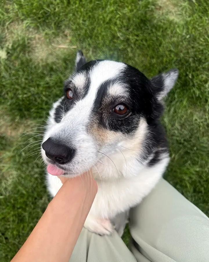 A black-and-white dog getting a gentle chin hold