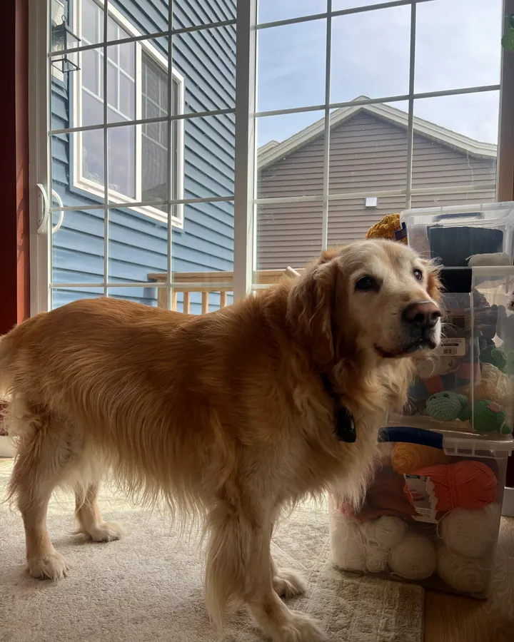 A golden retriever standing indoors by a sunny window