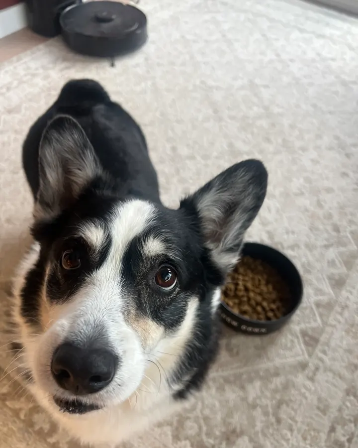 A black-and-white dog looking up next to a food bowl