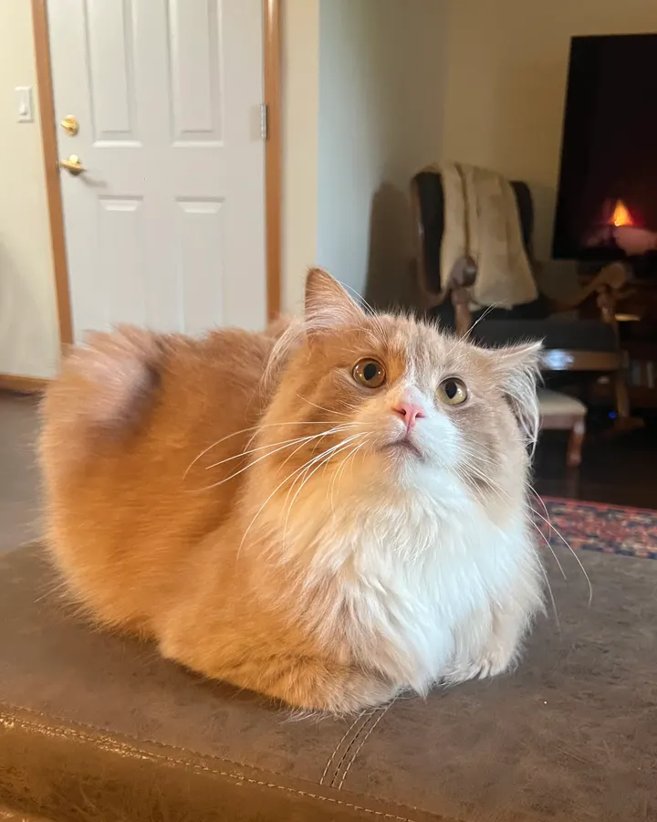 A fluffy orange cat lounging in a cozy living room