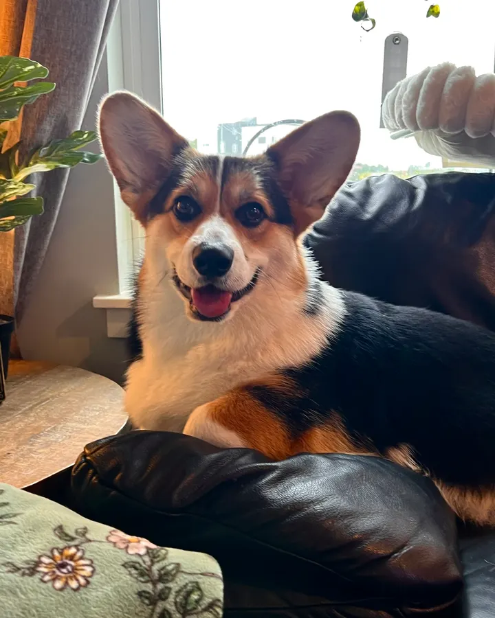 A corgi relaxing on a leather couch